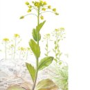 꽃다지 앞 이미지