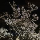 [그랜드하얏트 서울] 리버뷰 마운틴뷰 비교, 아이스링크장, 생일 방문 후기