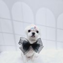 당당하개 이미지