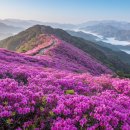 영산홍 | 산철쭉 영산홍 차이, 산철쭉 개화시기, 꽃말은 뭘까?