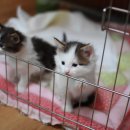 프롬시아 캐터리 이미지