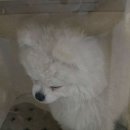 퍼피스테이 온수수영장 애견펜션 이미지