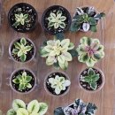 미바라기