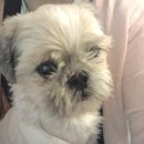 오원석 황금동물병원 이미지