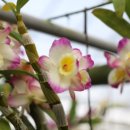 김경진농장 이미지