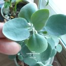 실버스푼 (silverspoon)