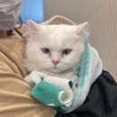 묘신사 그루밍 네이버블로그