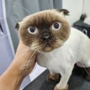 아꼬운냥 이미지