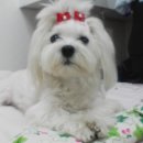 예삐