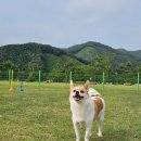 세이지힐 패밀리 캠핑장 이미지
