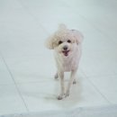 휴식(HUSIK) 댕댕이 유치원 | 천안애견유치원 하이댕 : 오늘의 하이댕