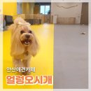 얼렁오시개 이미지