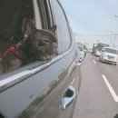 도기헤븐 | 불사파 불독정모 후기 (도기헤븐)