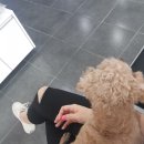 드림24동물병원 이미지