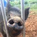 월향농장 이미지