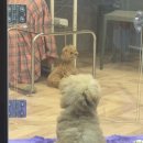 이든펫샵 이미지