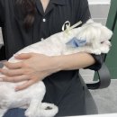 사개절 펫살롱 이미지