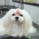 제니엔 코코 펫 이미지