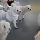 놀러왕왕왕 이미지