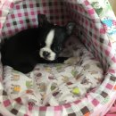 An's 명품펫 애견백화점 이미지