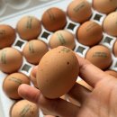 수천농장 | 유정란 중에 이런 계란이 있었나? 황산화아스타란 계란 솔직 후기계란, 달걀, 난각번호 1번