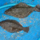 효자도3 이미지