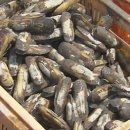 연체동물 - 이매패綱 - 죽합目 - 작두콩가리맛조개科 - 가리맛조개 이미지