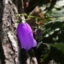 금강고을 이미지