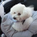 핑코애견 | 경남 밀양 애견동반 여행~ 애견동반 펜션 "핑코하우스" 라동 솔직후기