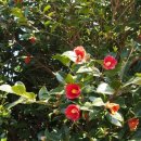 가배항2 이미지