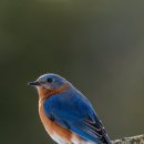 파랑새정원 이미지