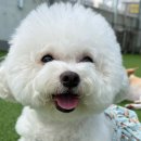 마마스미독펜트하우스 광주애견유치원&애견호텔 본점 이미지