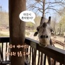 기린농장 | 에버랜드 기린 초근접 리버트레일 강추! 로스트밸리 꿀팁