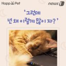 잠꾸러기 이미지