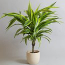 [생활] 나사가 선정한 최고의 공기 정화 식물 5 이미지