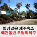 남원읍-51 | 제주 애견 동반 펜션 오월의 제주~