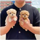 몽냥몽냥 강아지분양 일산점 이미지