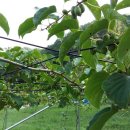 산골에꿈영농조합법인 이미지