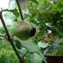 일랑일랑 이미지