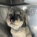 장승준동물치과병원 이미지