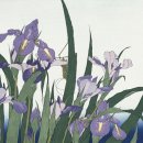 이리스(IRIS) 이미지