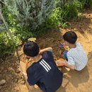 용인 아이랑 가볼만한곳, 포레스트벨 체험농장 감자캐기 후기