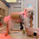 (주)스마트한방광학 | 강아지디스크 침치료 시작 03. 동물제중원금손이 (강아지한방병원)