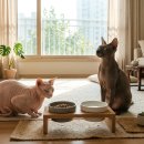 옥수수 펫샵 | 2026년 고양이 간식 추천 순위: 냥이가 미친듯이 좋아하는 다이어트/장 건강 꿀템 발견!