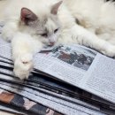 10월5일 그날의세계사 스티브잡스 (별책부록 : 냥이계의 잡스 동하) 이미지