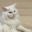 좌동온누리약국 | 해운대 좌동 모스버거 후기/모스버거 내돈내산 후기/해운대 햄버거/좌동 햄버거집/모스버거 가격