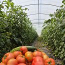 토마토 즙 이미지