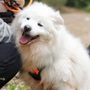 엉덩이에 큰 지방종이 생긴 안쓰러운 복실이 이미지