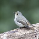 Little Pied Flycatcher 암컷 이미지