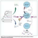 Re: Gluten sensitivity: from gut to brain 이미지